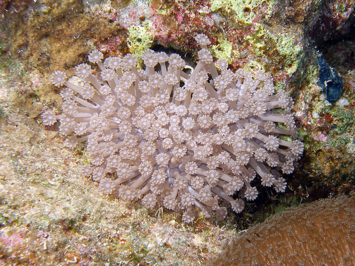 Goniopora lobata